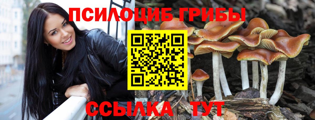Псилоцибиновые грибы мухоморы  где купить наркоту  Махачкала  Вход с VPN 